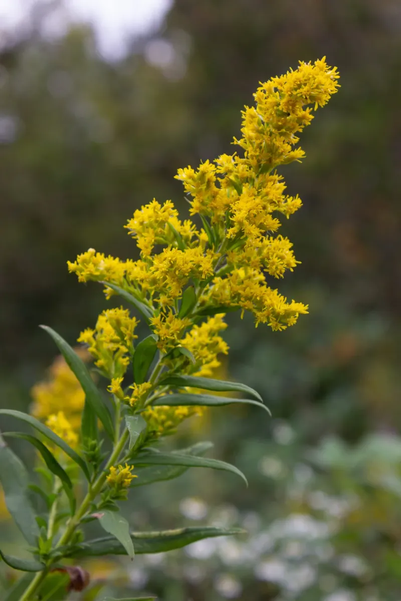 Sweet Goldenrod Sweet Goldenrod