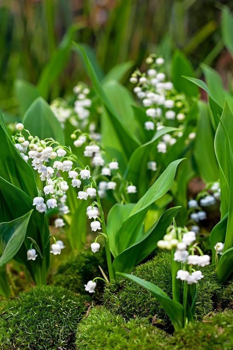 Sweet Little Bells Can Spread Through Your Shady Ground Cover