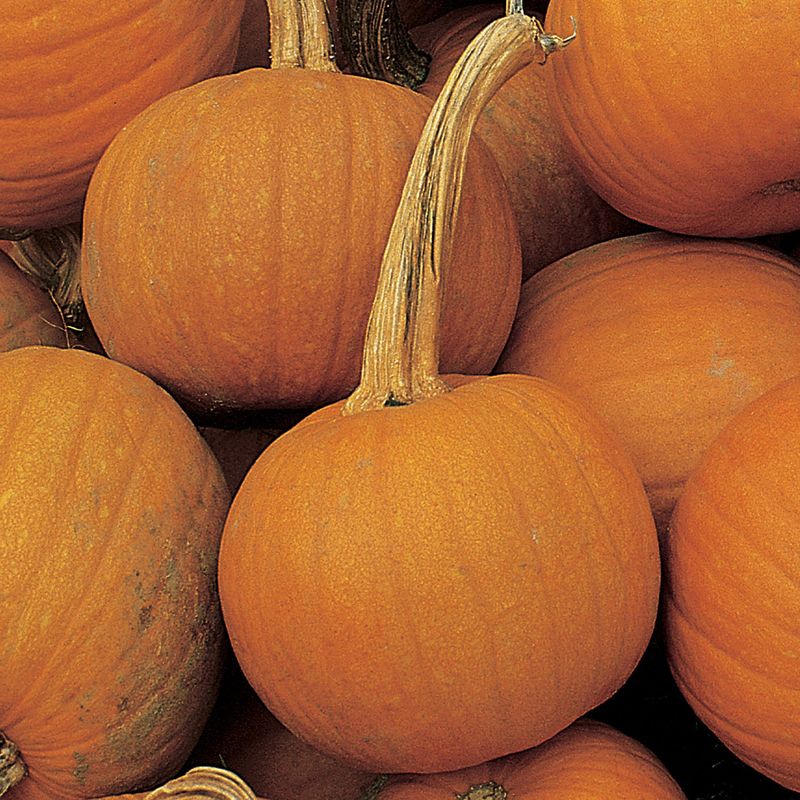 Sweet Little Pie Pumpkins
