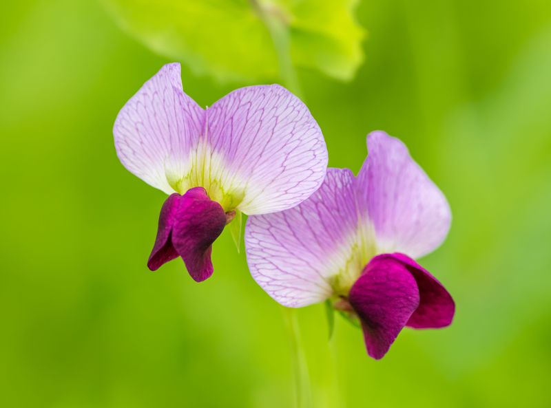 Sweet Pea Sweet Pea