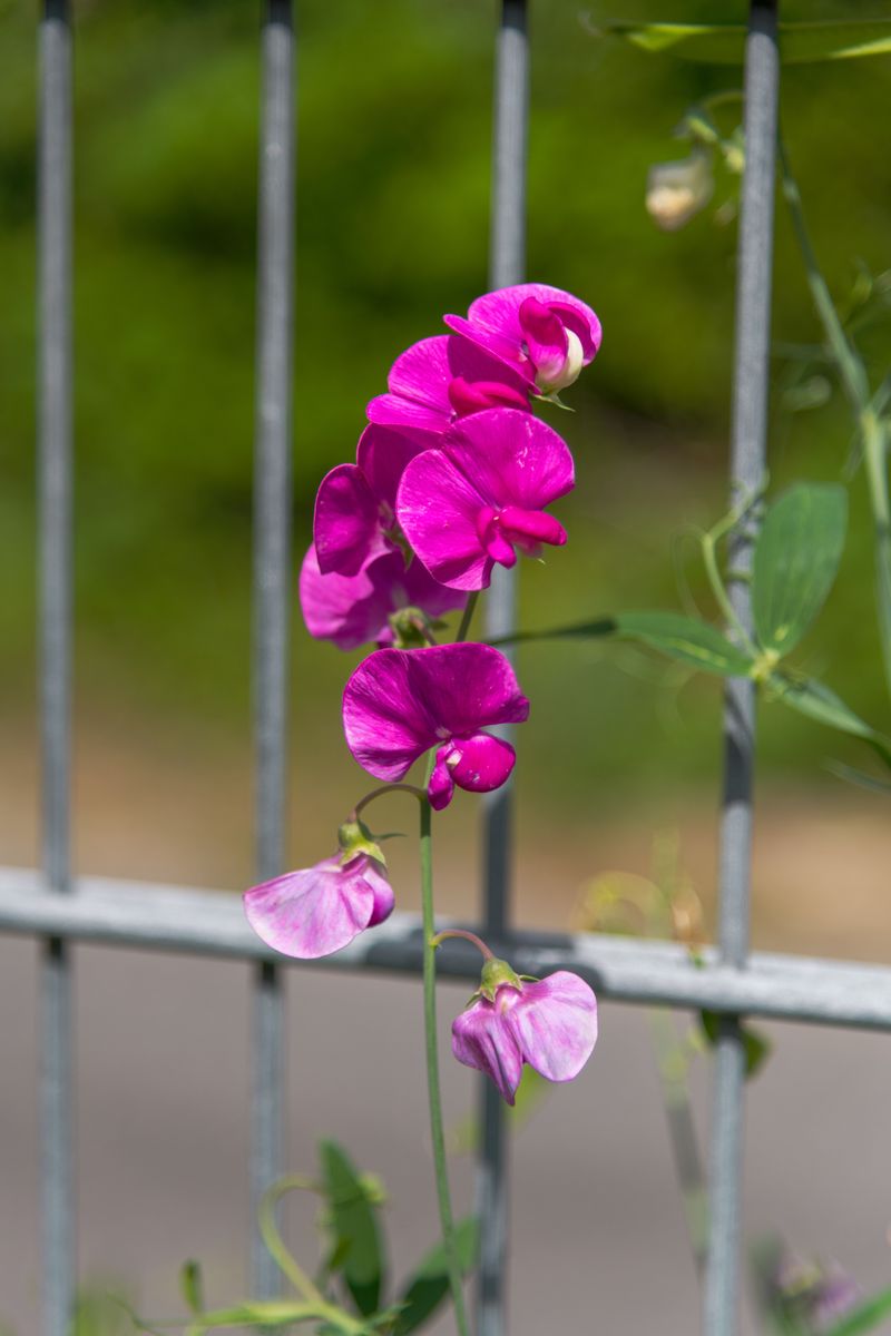 Sweet Peas For Fragrant Climbing Color Sweet Peas For Fragrant Climbing Color