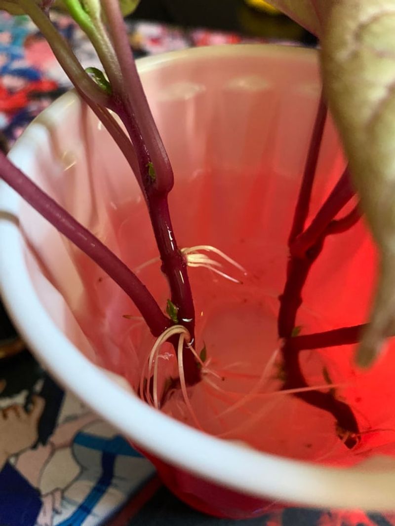 Sweet Potato Vine For Trailing Foliage