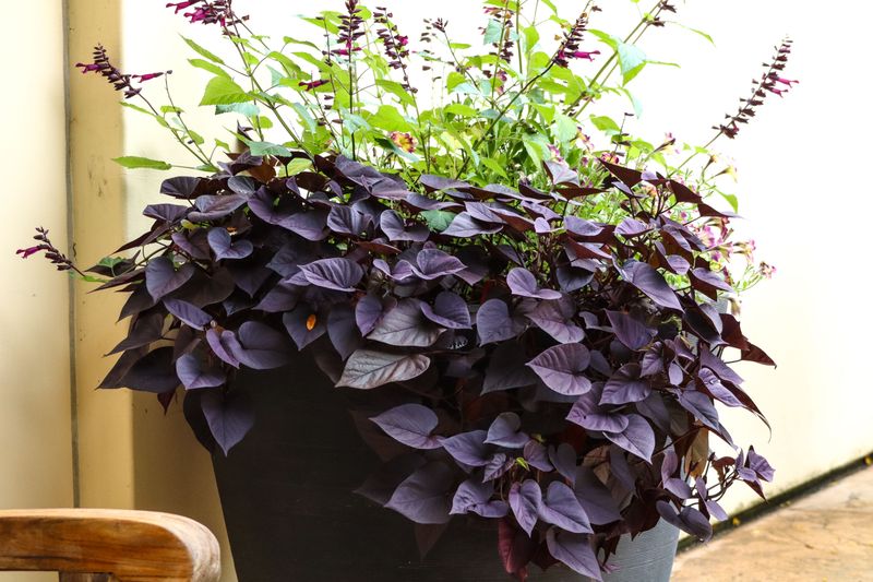 Sweet Potato Vine For Trailing Pots And Baskets Sweet Potato Vine For Trailing Pots And Baskets