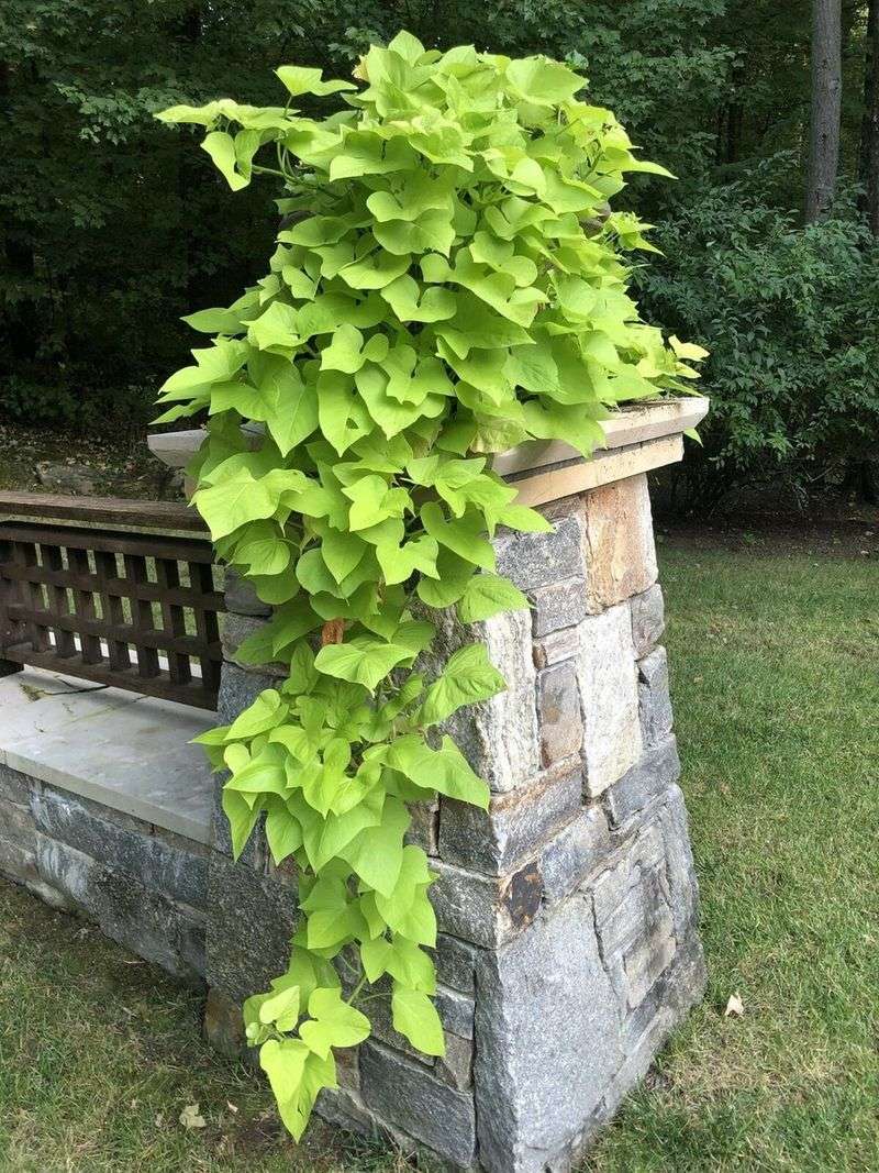 Sweet Potato Vine