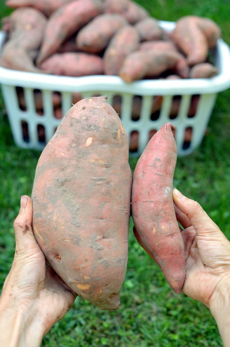 Sweet Potatoes