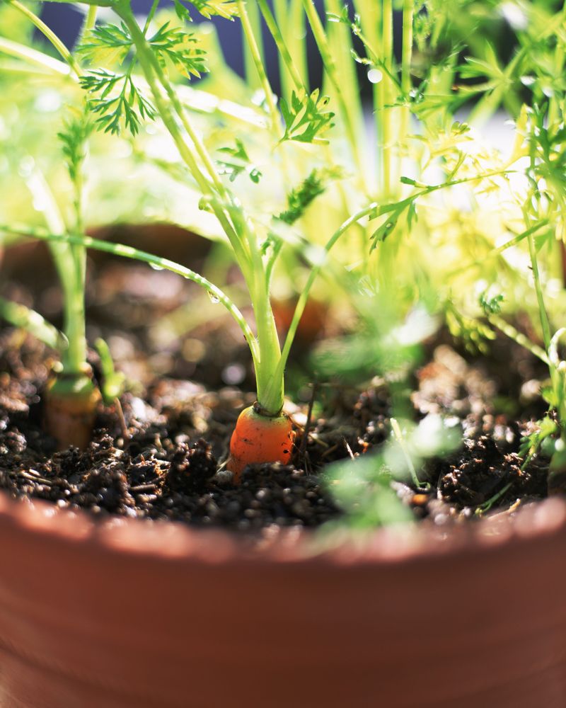 Sweet Radishes And Baby Carrots