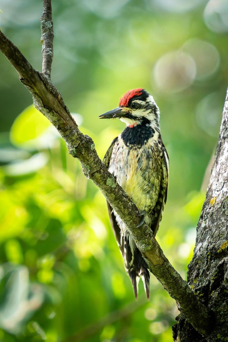 Sweet Sap Wells And The Hungry Bird Behind Them