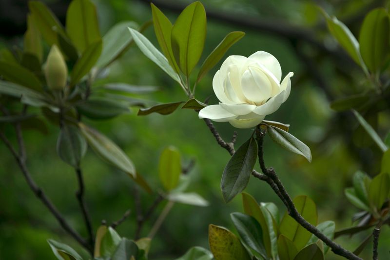 Sweetbay Magnolia Sweetbay Magnolia