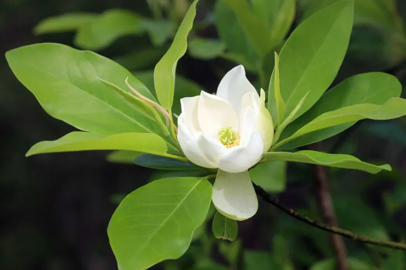 Sweetbay Magnolia Fills The Air With Lemony Blooms All Summer Sweetbay Magnolia Fills The Air With Lemony Blooms All Summer