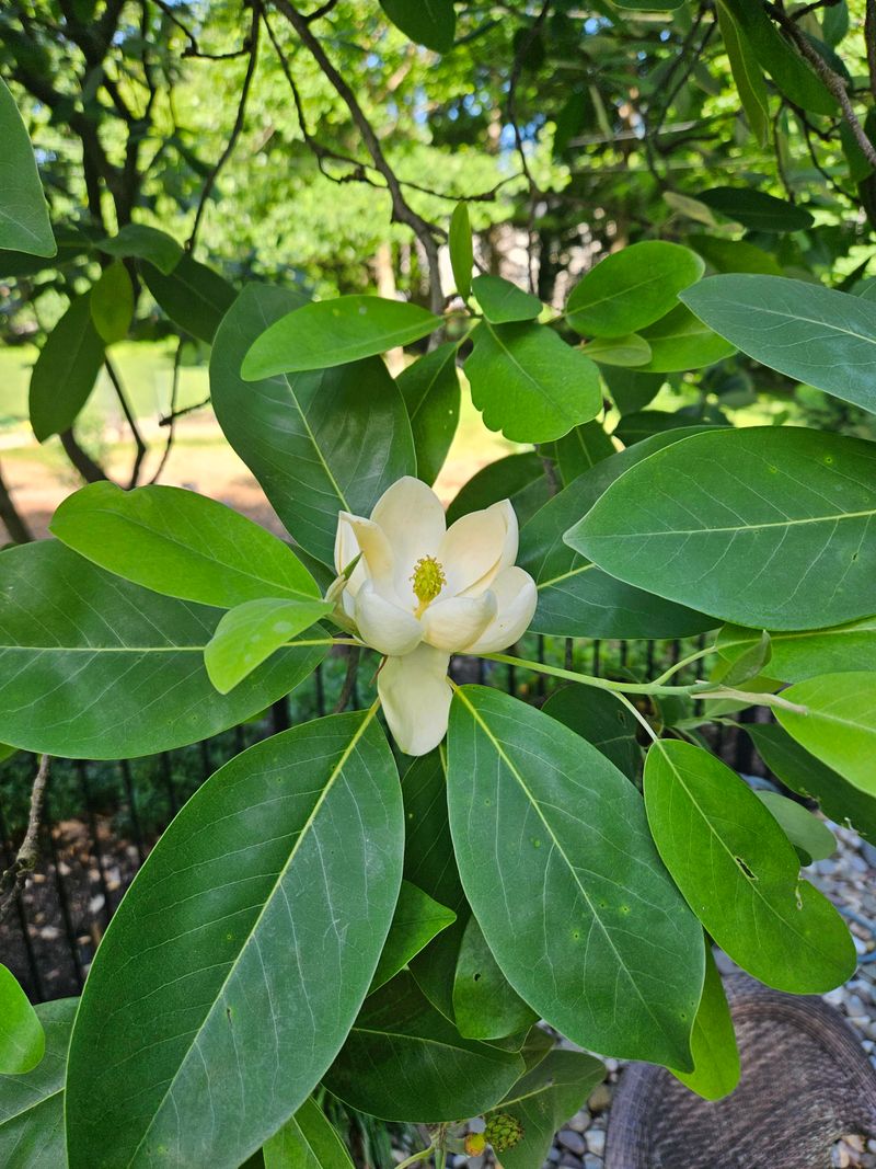 Sweetbay Magnolia For Lemony Summer Flowers Sweetbay Magnolia For Lemony Summer Flowers
