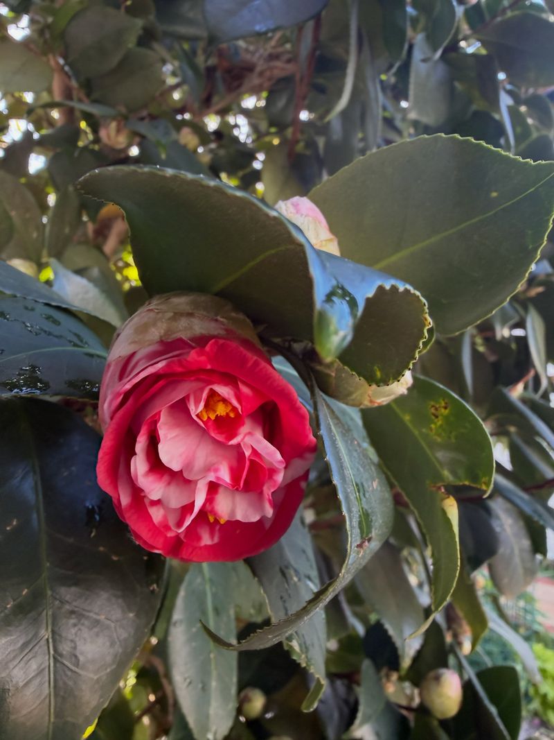 Swelling Buds Hold Flowers For The Months Ahead