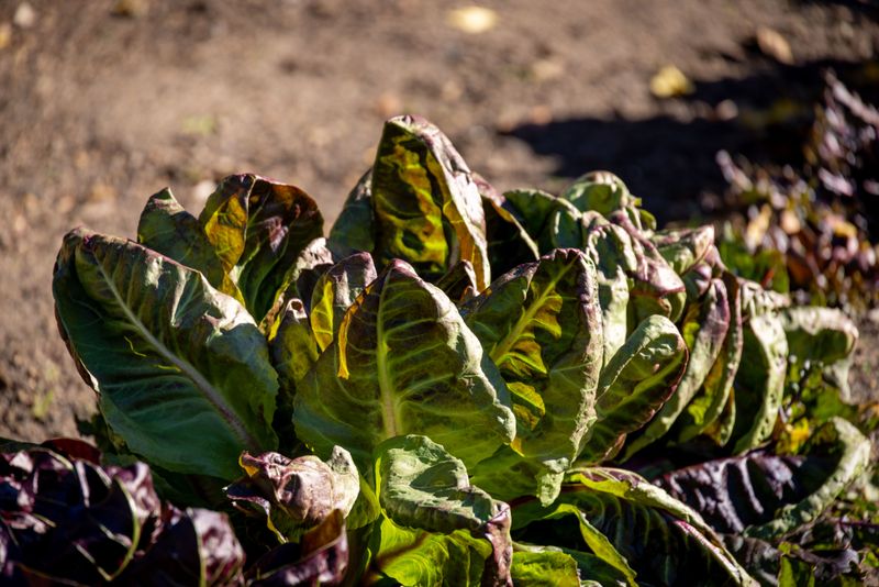 Swiss Chard Bursting Out Of A Glazed Planter