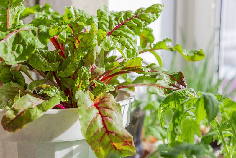 Swiss Chard With Rainbow Stems