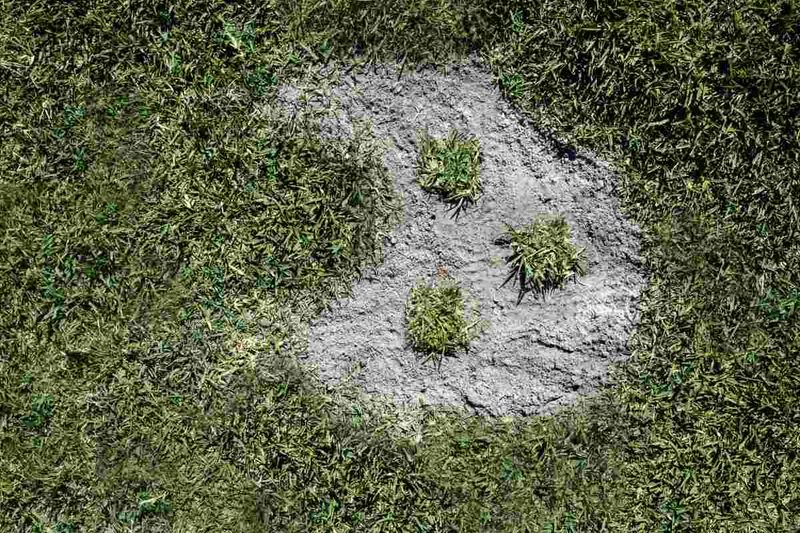 Switch To Sod Or Plugs For Stubborn Spots Switch To Sod Or Plugs For Stubborn Spots