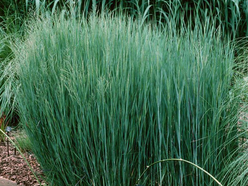Switchgrass Builds A Living Fence In Just A Few Summers