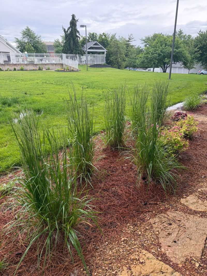 Switchgrass For Drought And Downpours Alike