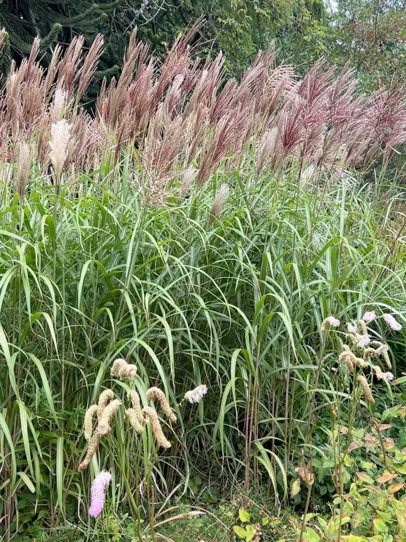 Switchgrass Shines From Spring To Frost