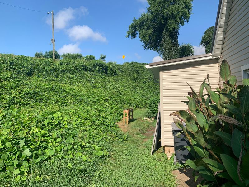 Systemic Herbicides Can Move Down Into Those Storage Roots
