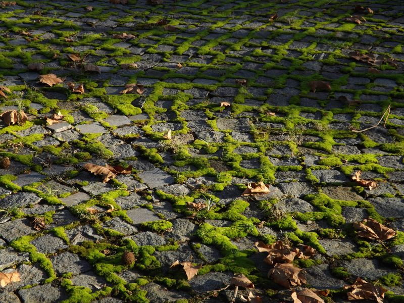 Tackle Moss With More Sun And Better Drainage Tackle Moss With More Sun And Better Drainage