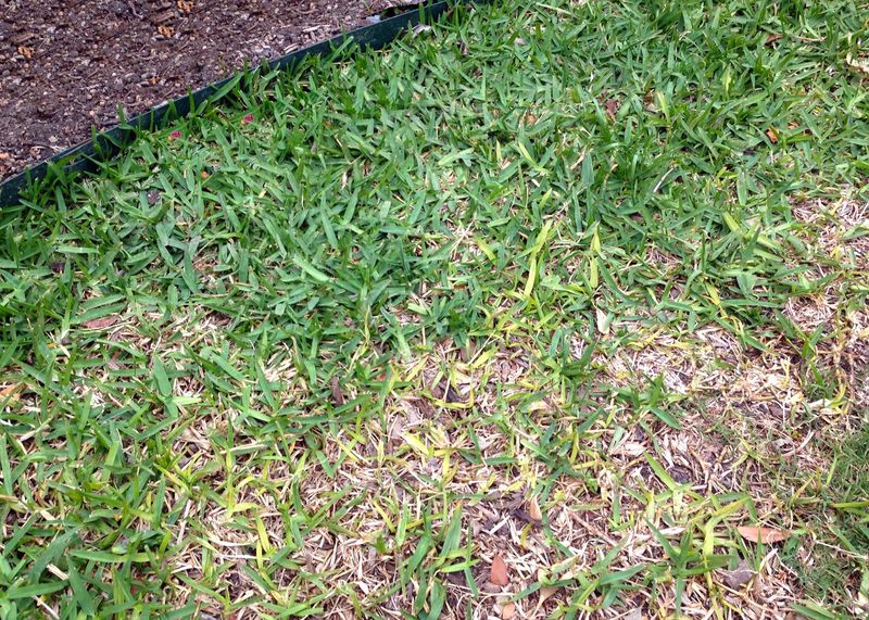 Take-All Root Rot Is Attacking The Roots