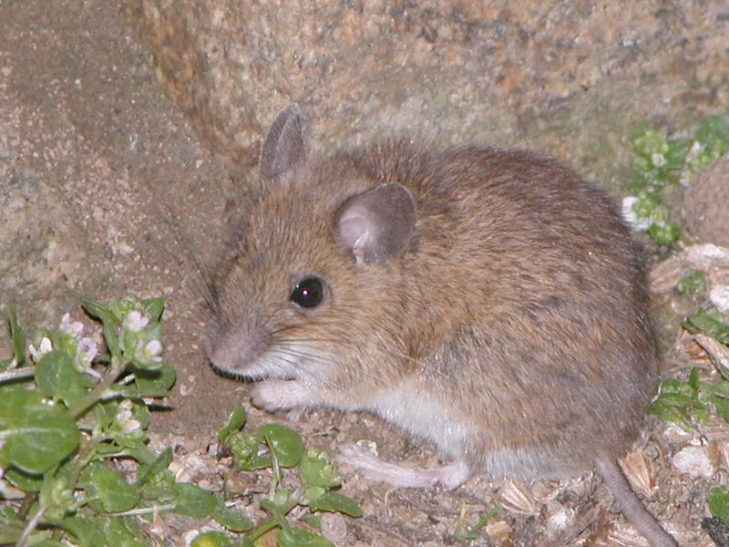 Take Away The Food And Shelter That Draw Mice In Take Away The Food And Shelter That Draw Mice In