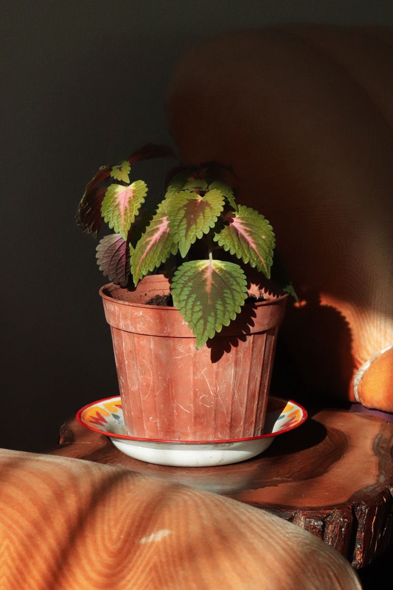Take Coleus And Geranium Cuttings Indoors Take Coleus And Geranium Cuttings Indoors