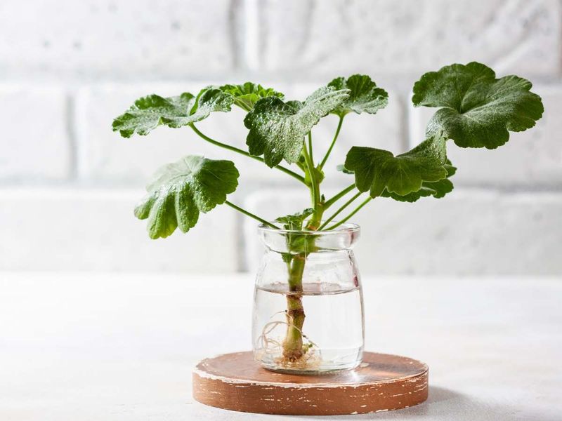 Take Cuttings As Backup Take Cuttings As Backup