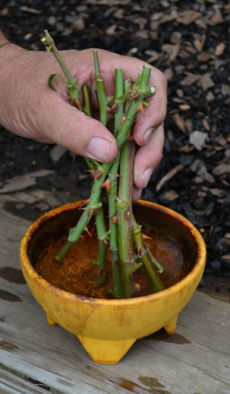 Take Cuttings At The Right Time And Size