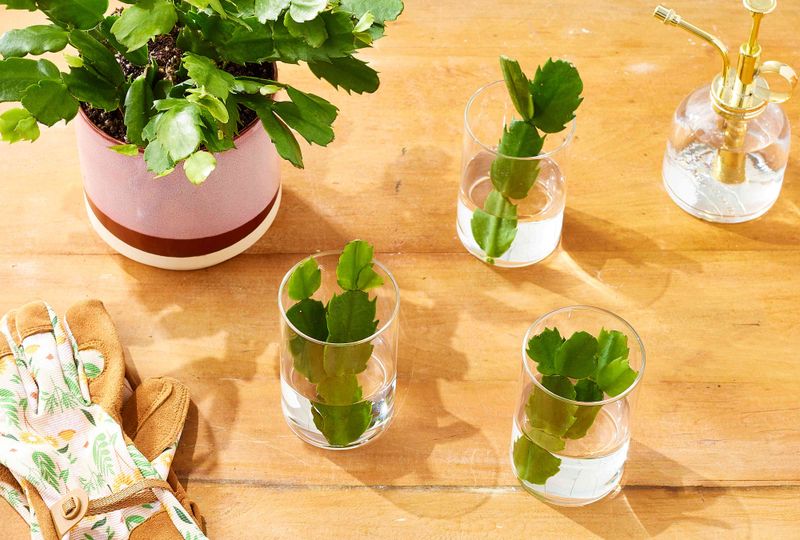 Take Cuttings At The Right Time Take Cuttings At The Right Time
