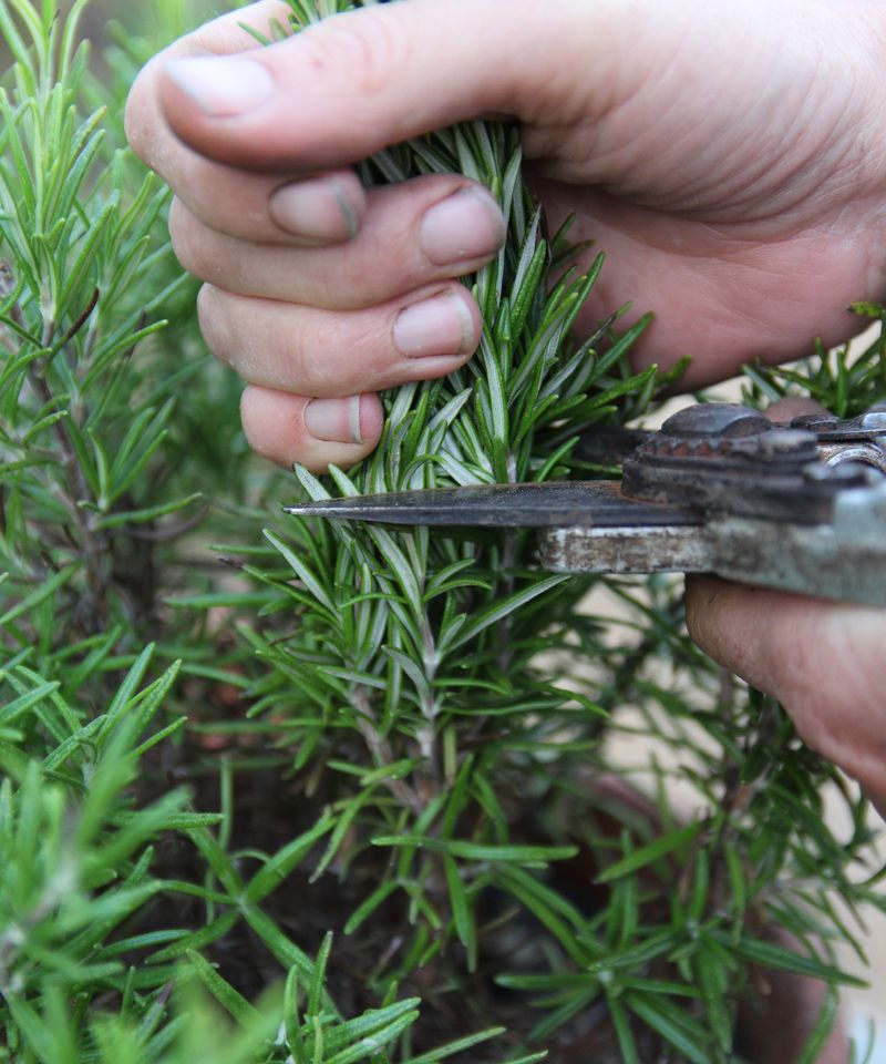 Take Cuttings For Insurance Take Cuttings For Insurance