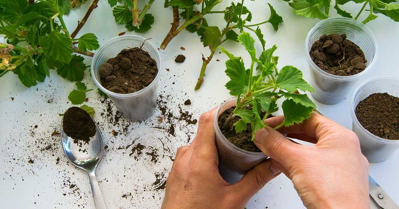 Take Cuttings For New Plants Take Cuttings For New Plants
