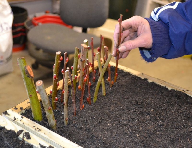 Take Cuttings Once The Shrub Is Dormant Take Cuttings Once The Shrub Is Dormant
