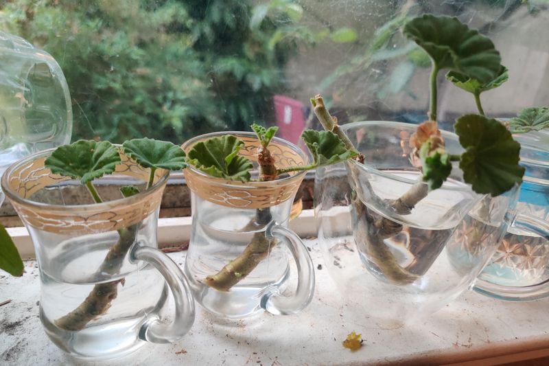 Take Cuttings To Grow New Plants