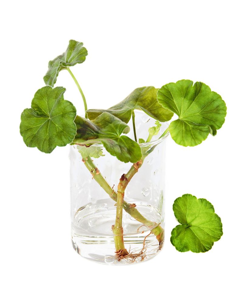 Take Cuttings To Save Your Favorite Scents