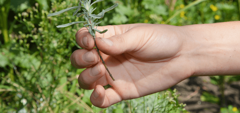 Take Cuttings To Start Fresh Plants