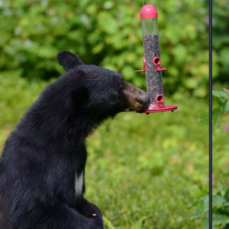 Take Down Bird Feeders And Bring In Pet Food Take Down Bird Feeders And Bring In Pet Food