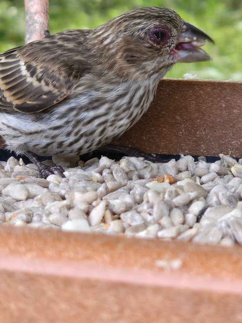 Take Feeders Down If Sick Birds Appear Take Feeders Down If Sick Birds Appear