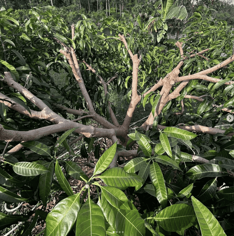 Take No More Than 25 Percent Of The Canopy