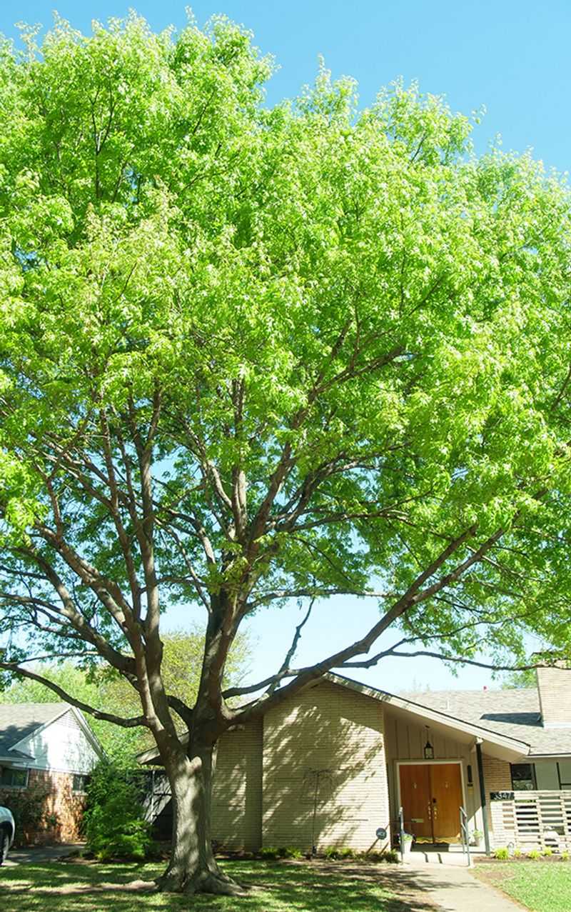 Take Out No More Than A Quarter Of The Canopy Take Out No More Than A Quarter Of The Canopy