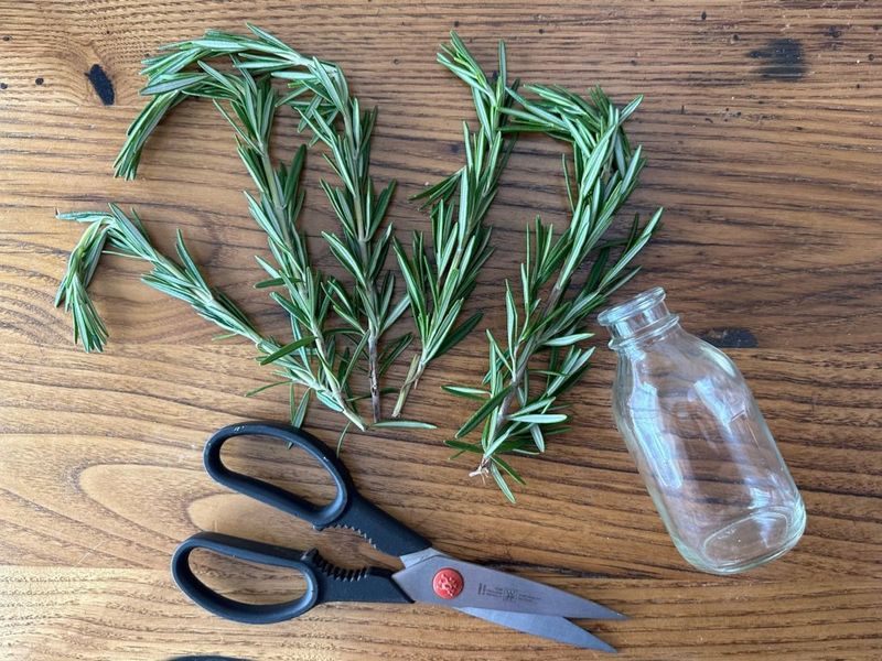 Take Rosemary Cuttings As Backup Take Rosemary Cuttings As Backup