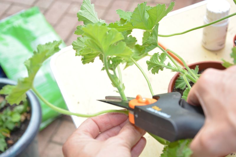 Take Stem Cuttings From Healthy Shoots Take Stem Cuttings From Healthy Shoots