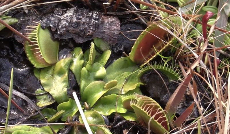 Taking Wild Flytraps Is A Felony