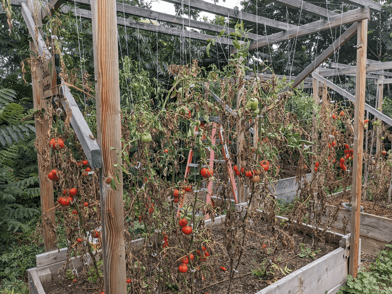 Tall Crops Above The Water Line May Be Safe Tall Crops Above The Water Line May Be Safe