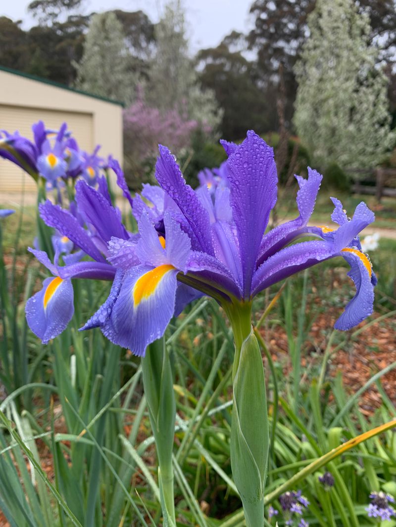 Tall, Elegant Dutch Iris Make Handy Cut Flowers Tall, Elegant Dutch Iris Make Handy Cut Flowers