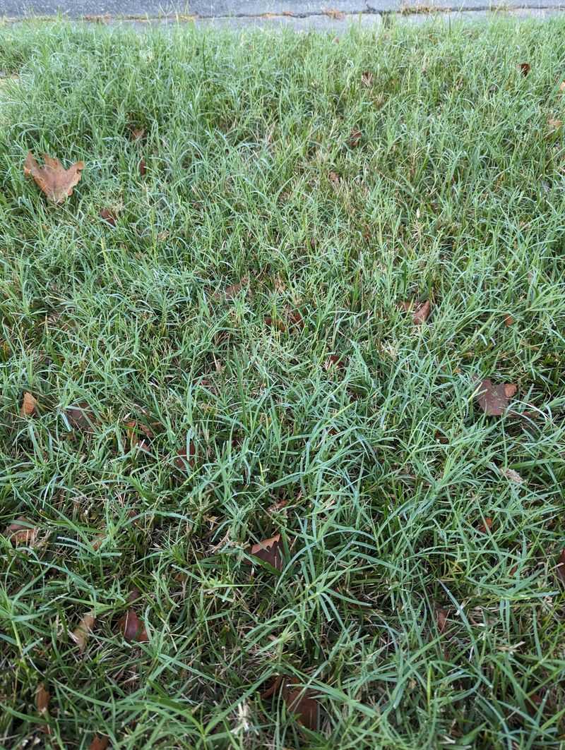 Tall Fescue Greening Up Again Means Your Lawn Is Bouncing Back Tall Fescue Greening Up Again Means Your Lawn Is Bouncing Back