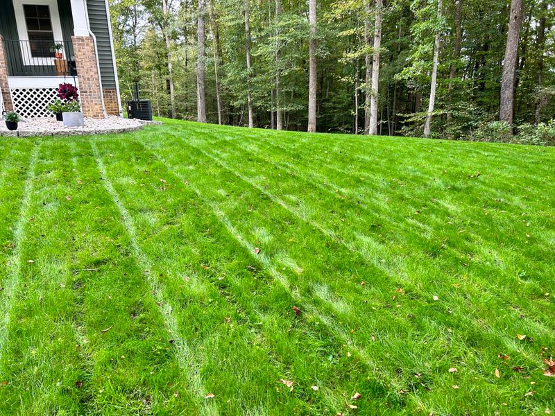 Tall Fescue Is The Go-To Choice