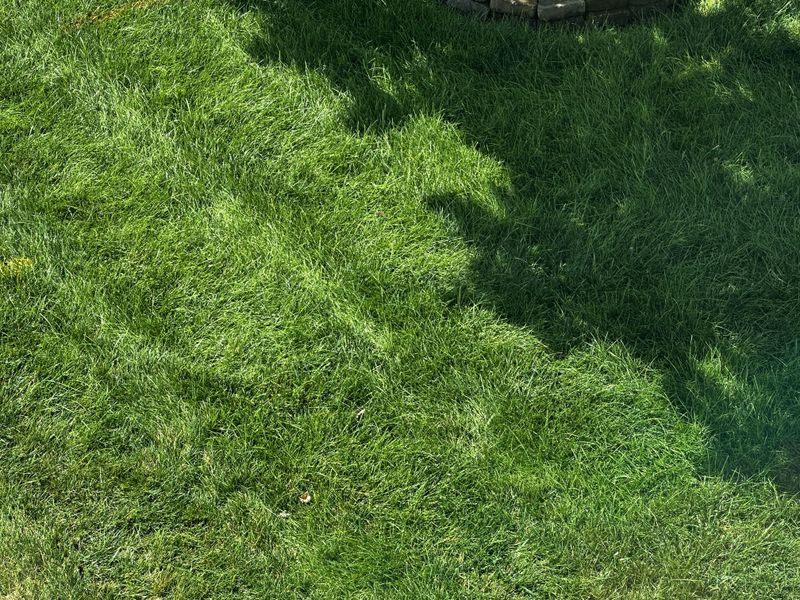 Tall Fescue Often Grows Into November
