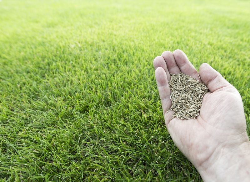 Tall Fescue Remains Active During The Cooler Growing Season