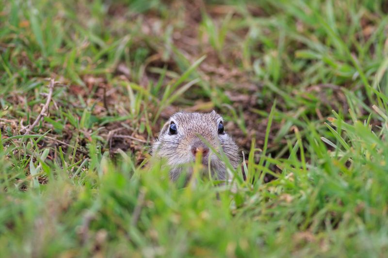 Tall Grass Gives Them Cover