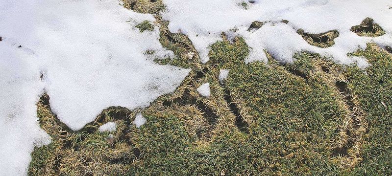 Tall Grass Gives Voles A Cozy Winter Hideout